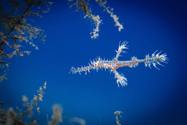 Photograph Go Nagai Intricacies Of A Ghost Pipefish on One Eyeland