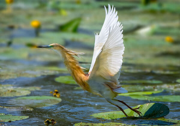 Photograph Guido Frazzini Elegance on One Eyeland