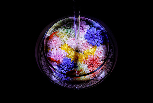 Photograph Setsuna Kurouzu Art Aquarium on One Eyeland