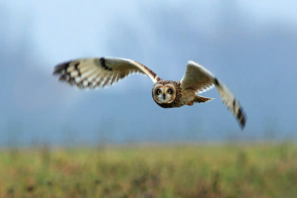 Photograph Olivier Colle With Movement on One Eyeland