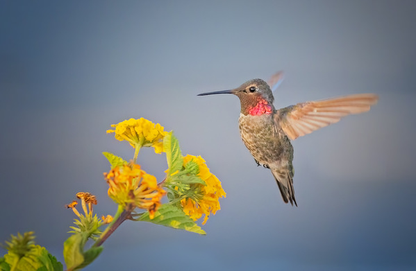 Photograph Guido Frazzini Glimpse Of Color on One Eyeland