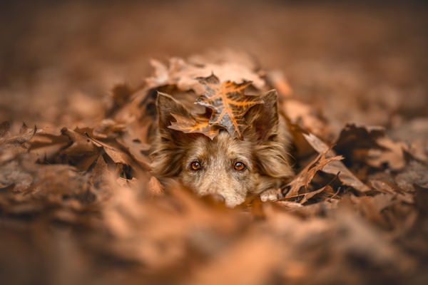 Photograph Lucie Nermutova Under The Autumn Blanket on One Eyeland