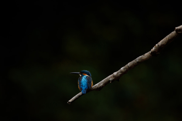 Photograph Setsuna Kurouzu Kingfisher on One Eyeland