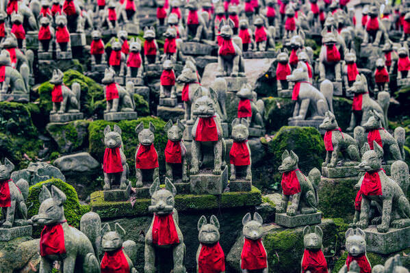Photograph Mel Yukiina Foxes on One Eyeland