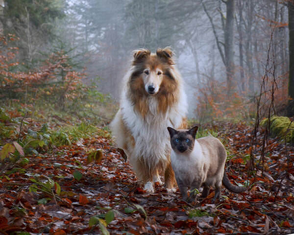 Photograph Lyudmyla Pokryshen Forest Walk on One Eyeland