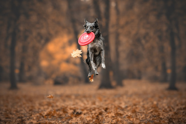 Photograph Lucie Nermutova Autumn Frisbee Flight on One Eyeland