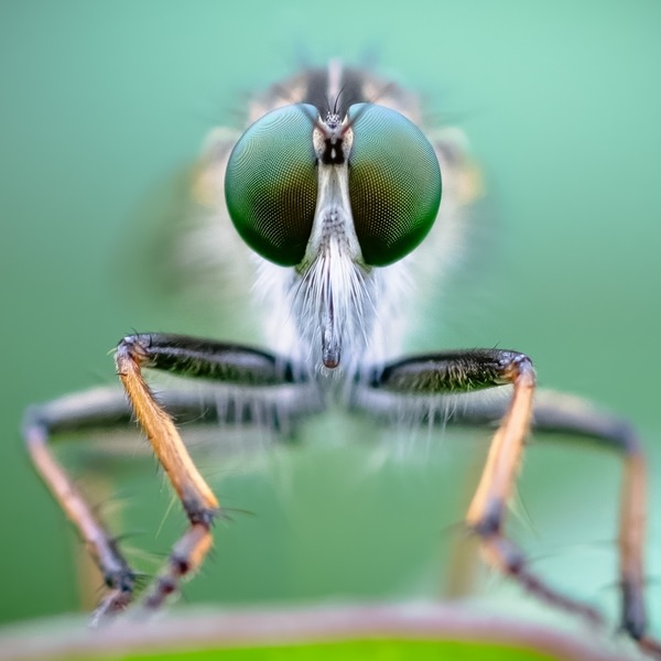 Photograph Ryuta Suzuki Hover Fly on One Eyeland