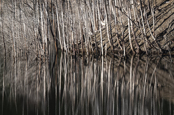 Photograph Mel Yukiina Thorns Of The Earth on One Eyeland