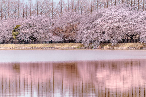 Photograph Mel Yukiina Spring Colors on One Eyeland