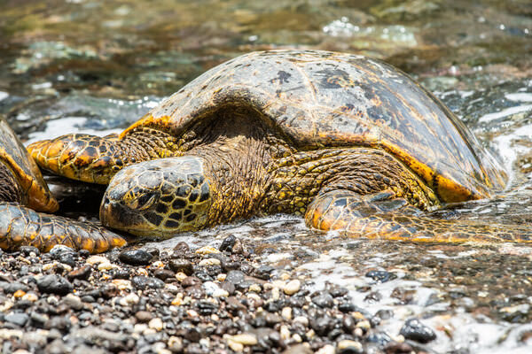 Photograph Arianna Grainey Maui Turtle Day on One Eyeland