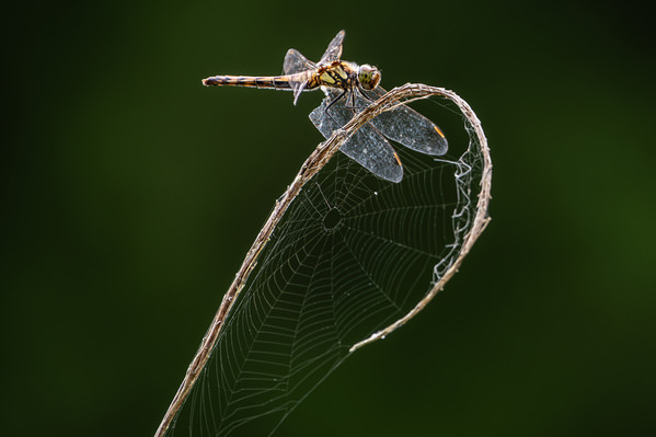 Photograph Mel Yukiina On The Woven Arc on One Eyeland