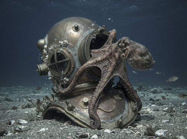 Photograph Steve Turner Octopus At Home on One Eyeland