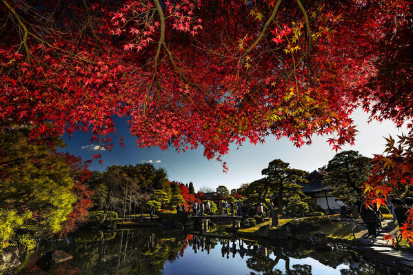 Photograph Mel Yukiina Autumn Framed By Crimson Leaves on One Eyeland