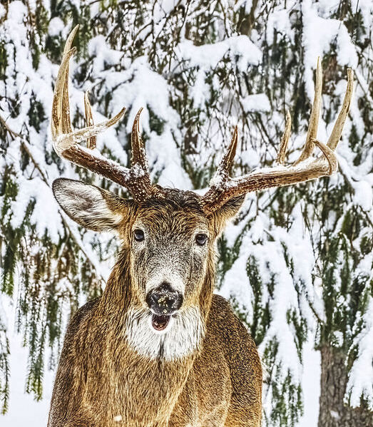 Photograph Larry Hamill 10 Point White Tail Deer Photographed Tuesday on One Eyeland