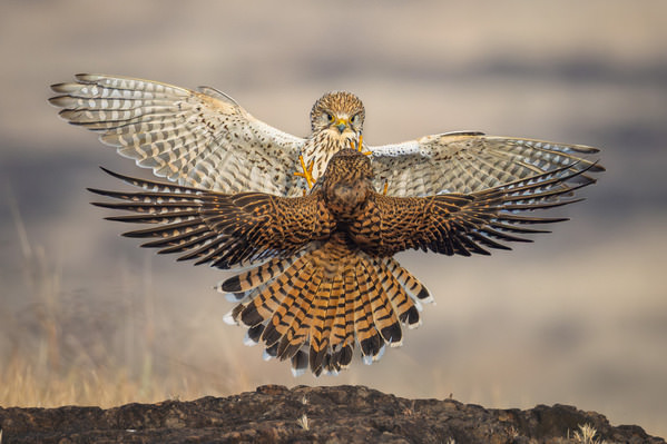 Photograph Sachendra Yadav Kestrels Fighting on One Eyeland