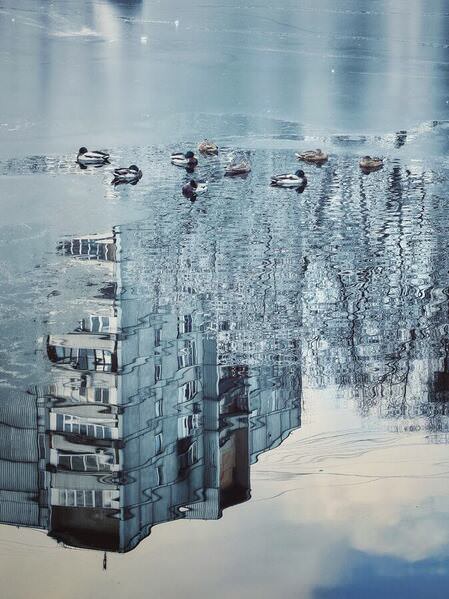 Photograph Tatiana Potapenko Ducks on One Eyeland