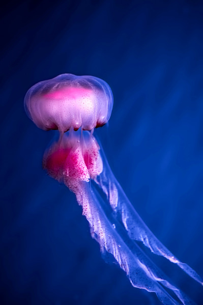Photograph Ryuhei Suguri Jellyfish on One Eyeland