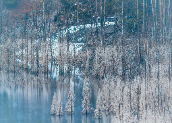 Photograph Mel Yukiina Pale Forest Spirits on One Eyeland