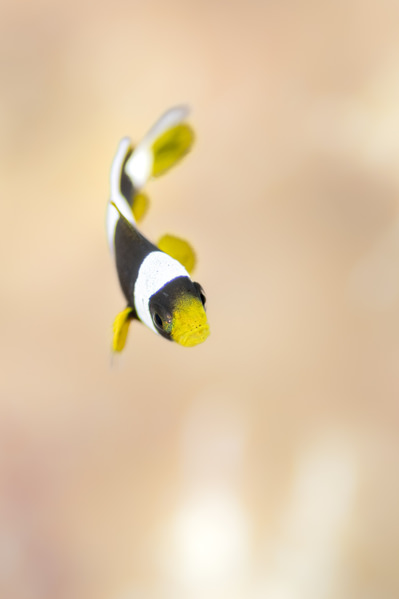 Photograph Go Nagai Oceans Golden Moment on One Eyeland