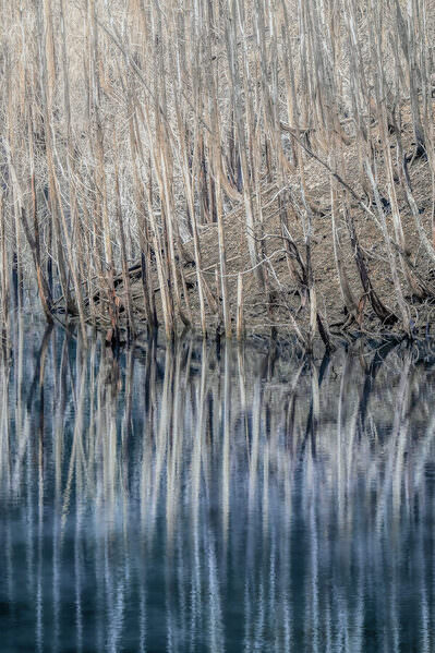 Photograph Mel Yukiina The Forest Sinking Into The Mirror Of Water on One Eyeland