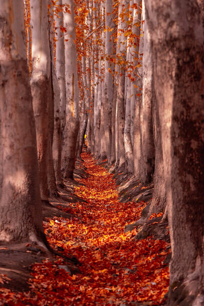 Photograph Arvin Aghaeizadeh Saheli Path Of Autumn on One Eyeland