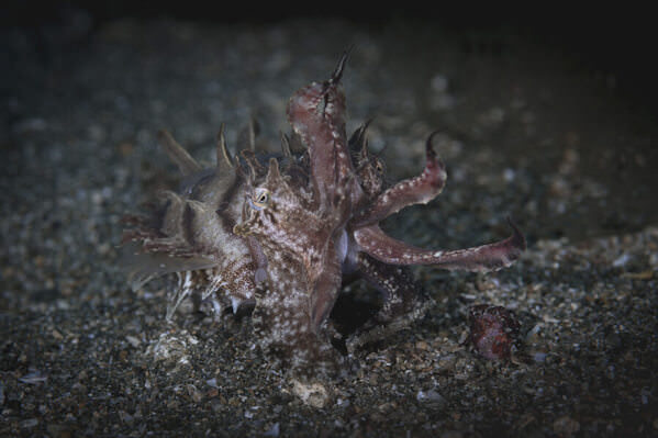 Photograph Go Nagai Dancer Of The Seabed on One Eyeland