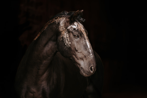 Photograph Fabienne Gassmann Golden Elegance on One Eyeland