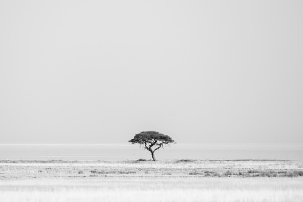 Photograph Tomoaki Katsuba Silverchrome Etoshan Tree on One Eyeland