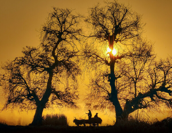 Photograph Aung Chan Thar Big Trees on One Eyeland