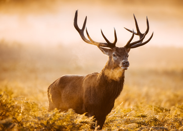 Photograph Guido Frazzini King Of The Forest on One Eyeland