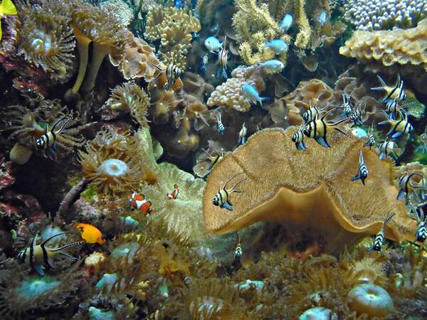 Photograph Irina Lack Underwater Landscape on One Eyeland