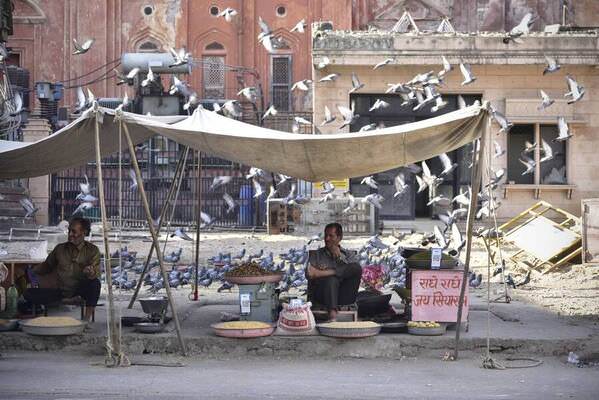 Photograph Ombeline Olmer Pigeons on One Eyeland