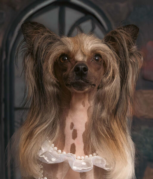 Photograph Isabella Robbeson Hairless Dog on One Eyeland
