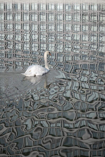 Photograph Makoto Yamada The Unexpected Visitor on One Eyeland