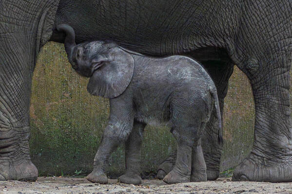 Photograph Isabella Robbeson Little Elephant on One Eyeland