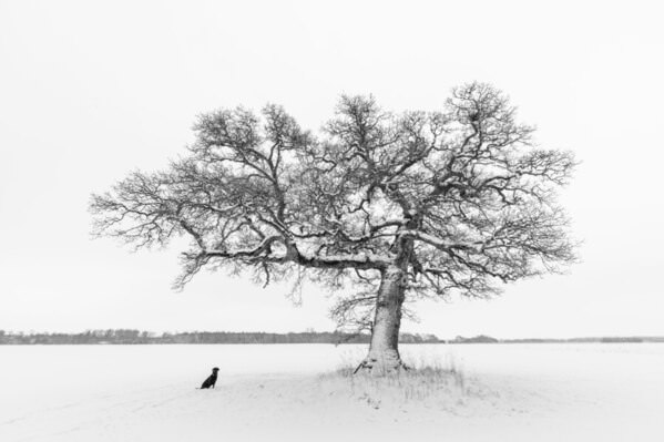 Photograph Allan Andersen The Tree And The Dog on One Eyeland