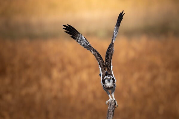 Photograph Fuji Mon Flapping Its Wings on One Eyeland