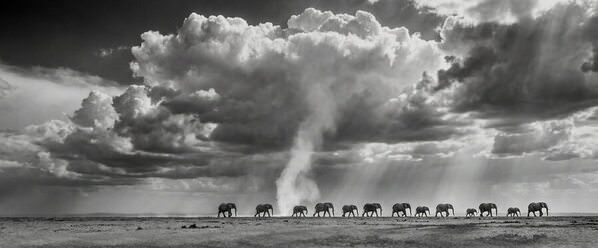 Photograph Koushik Chatterjee Elephant Convoy on One Eyeland