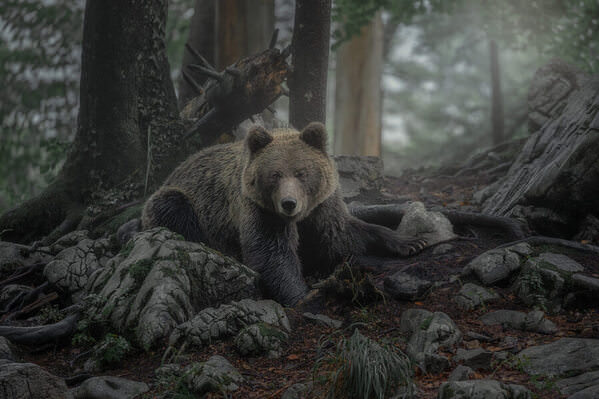 Photograph Stefano Caccia Fur on One Eyeland