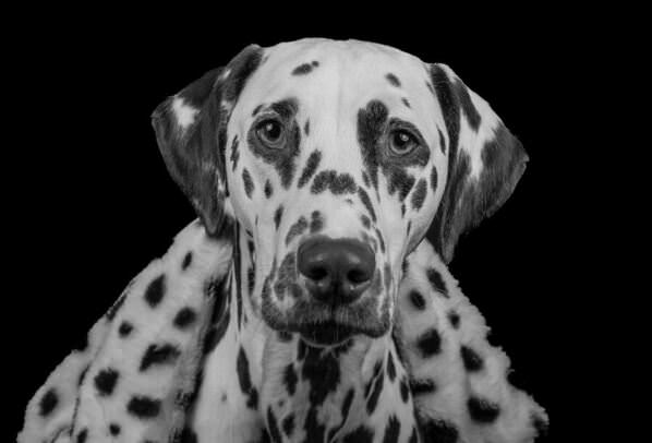 Photograph Isabella Robbeson Love Spots on One Eyeland