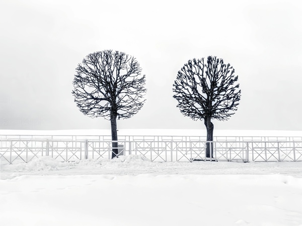 Photograph Maria Samokhvalova Two Trees on One Eyeland