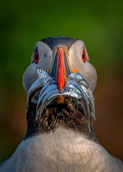 Photograph Nimalan Subramaniam Puffin Heading Towards The Nest With Gift Of Love on One Eyeland
