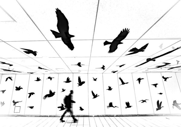 Photograph Kaz Urata Dominion Of Birds on One Eyeland