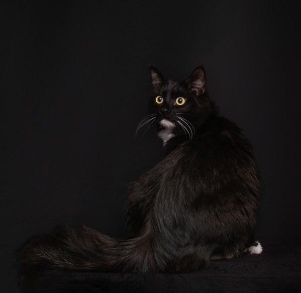 Photograph Isabella Robbeson Black Cat on One Eyeland