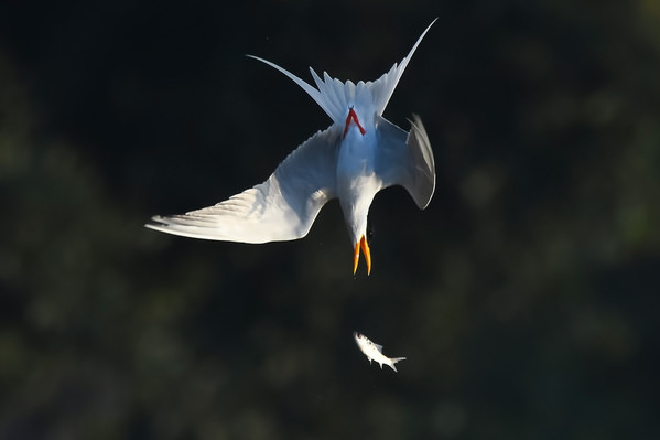 Photograph Ankit Bakade Gravity And Grace on One Eyeland
