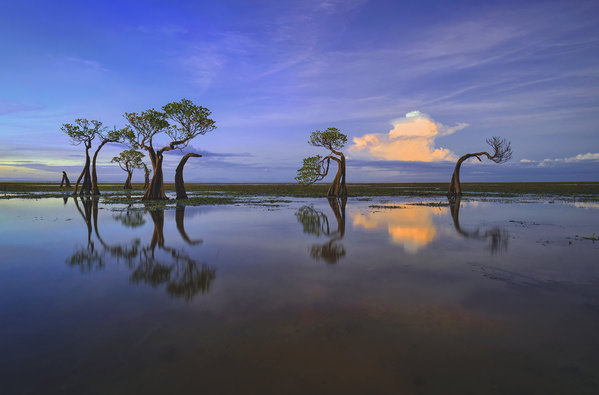 Photograph Laimute Kuriene Dancing Trees Sumba Island on One Eyeland