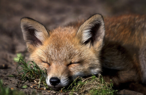 Photograph Laimute Kuriene Sleeping Baby Fox on One Eyeland