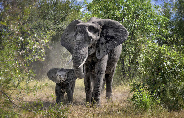 Photograph Laimute Kuriene Elephants Family on One Eyeland