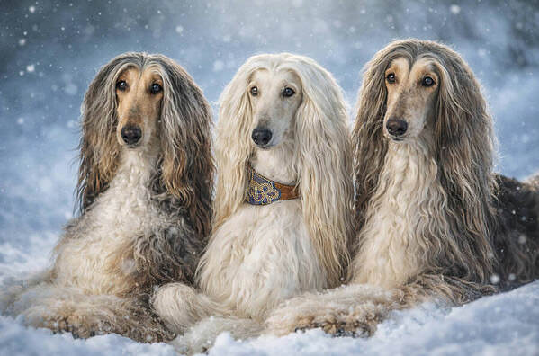 Photograph Olga Sofronova Dog on One Eyeland