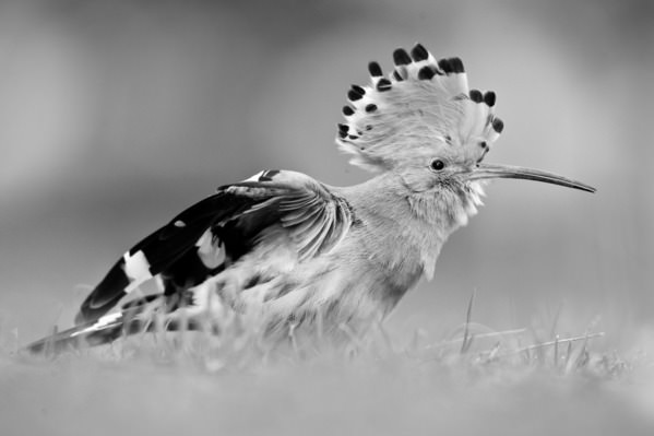 Photograph Olivier Colle Hoppa Odido on One Eyeland